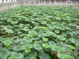 38 6xv. China eclipse - Beijing - Summer Palace - lotuses