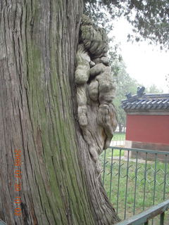 China eclipse - Beijing - Temple of Heaven