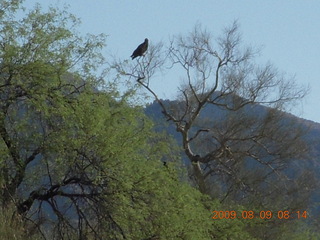 Superior Airport (E81) run - bird in tree