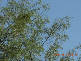 Superior Airport (E81) run - bird having left tree