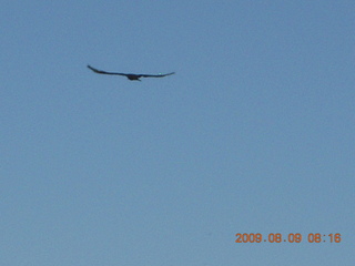 Superior Airport (E81) run - bird in flight