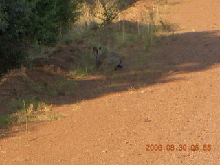 Payson Airport (PAN) run - big hare rabbit
