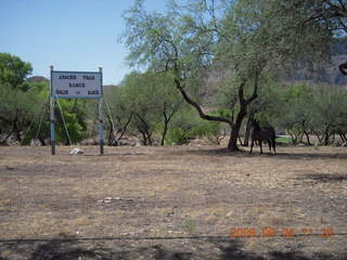 horse near Superior Airport (E81)