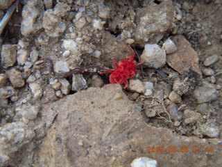 MSC Sunrise trail hike - cute little red spider