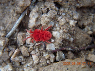 MSC Sunrise trail hike - cute little red spider