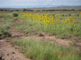 28 6z7. Saint Johns Airport (SJN) run - yellow flowers