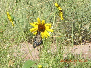 Saint Johns Airport (SJN) run - butterfly