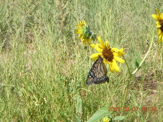 42 6z7. Saint Johns Airport (SJN) run - butterfly