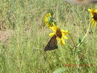 43 6z7. Saint Johns Airport (SJN) run - butterfly