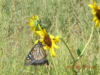 35 6z7. Saint Johns Airport (SJN) run - butterfly