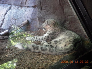 Philadelphia Zoo - snow leopard