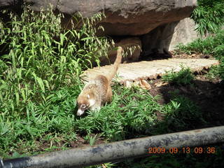Philadelphia Zoo - interesting animal