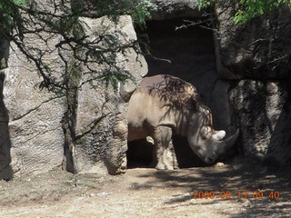Philadelphia Zoo - bobcat