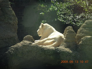Philadelphia Zoo - lioness