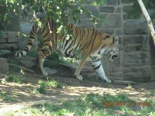 Philadelphia Zoo - tiger