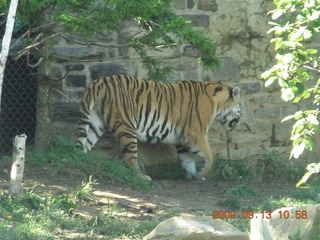 Philadelphia Zoo - ape