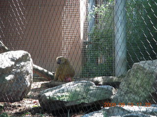 Philadelphia Zoo - Cecelia eating ice cream cone