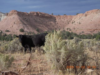 154 703. drive from Grosvenor Arch to Kodachrome - cow