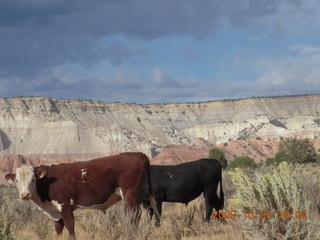 155 703. drive from Grosvenor Arch to Kodachrome - cows