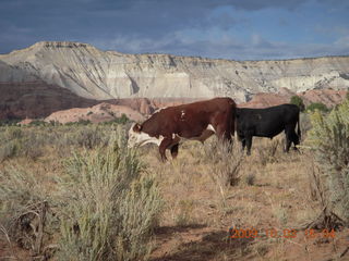 156 703. drive from Grosvenor Arch to Kodachrome - cows