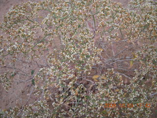 220 703. Kodachrome Basin State Park - Angel's Palace trail - cool flowers