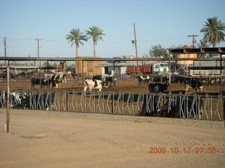 Chandler Airport (CHD) run along canal - cattle