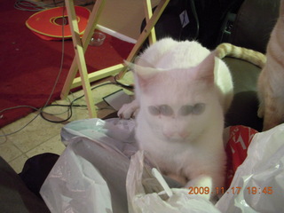 Sean's cats - Coconut