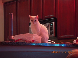 _Scientific American_ all about cats