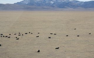 DVPA picnic - Nan-baby and Adam