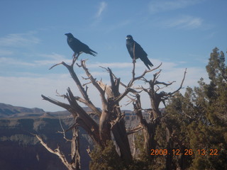 Grand Canyon West - Guano Point - ravens