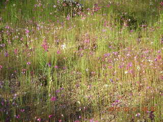 Scottsdale flowers after all that rain