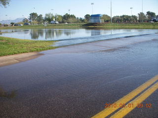 Scottsdale flowers after all that rain
