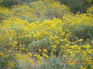 Pinnacle Peak hike - yellow flowers