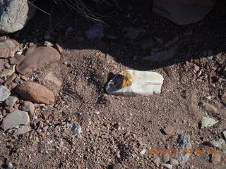 63 774. Canyonlands Lathrop Trail hike - butterfly