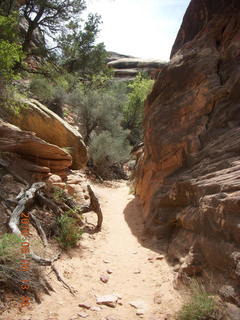 114 775. Canyonlands National Park Needles - Chesler Park hike