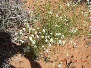 148 775. Canyonlands National Park Needles - Chesler Park hike - flowers