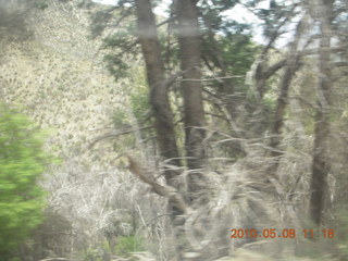 grocery store totem pole - drive up Mt. Graham - e