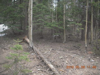 grocery store totem pole - drive up Mt. Graham - e