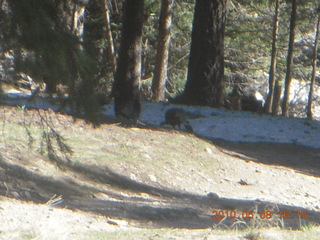 drive down Mt. Graham - turkeys