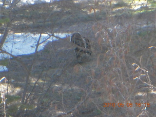 Vatican telescope at Mt. Graham