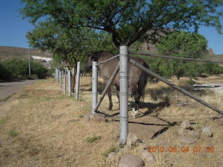 Superior Airport (E81) run - horse