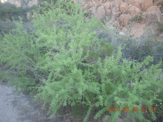 Bagdad run, green after the rain - aerial