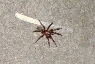 picnic - Adam and Erica