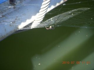Bullfrog Basin trip with Stan - spider web at the marina