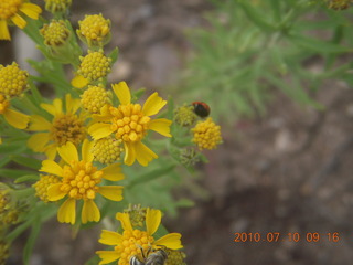 NM-RAC New Mexico back-country get-together - flowers and ladybug at Me-Own