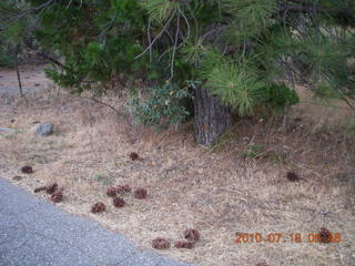 Grass Valley run - pine cones