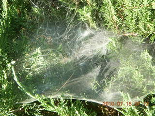 Sean and Kristina camping - spider