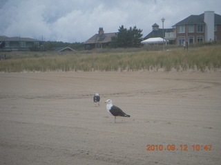 Sea Girt - seagulls