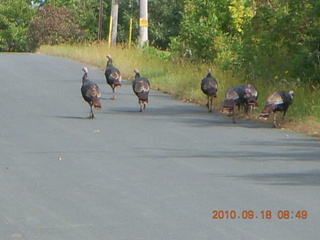 Afton run - turkeys