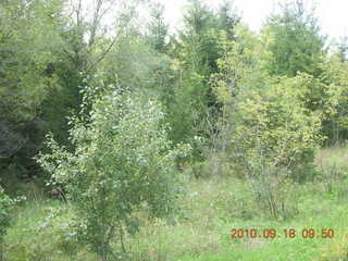 Afton greenery